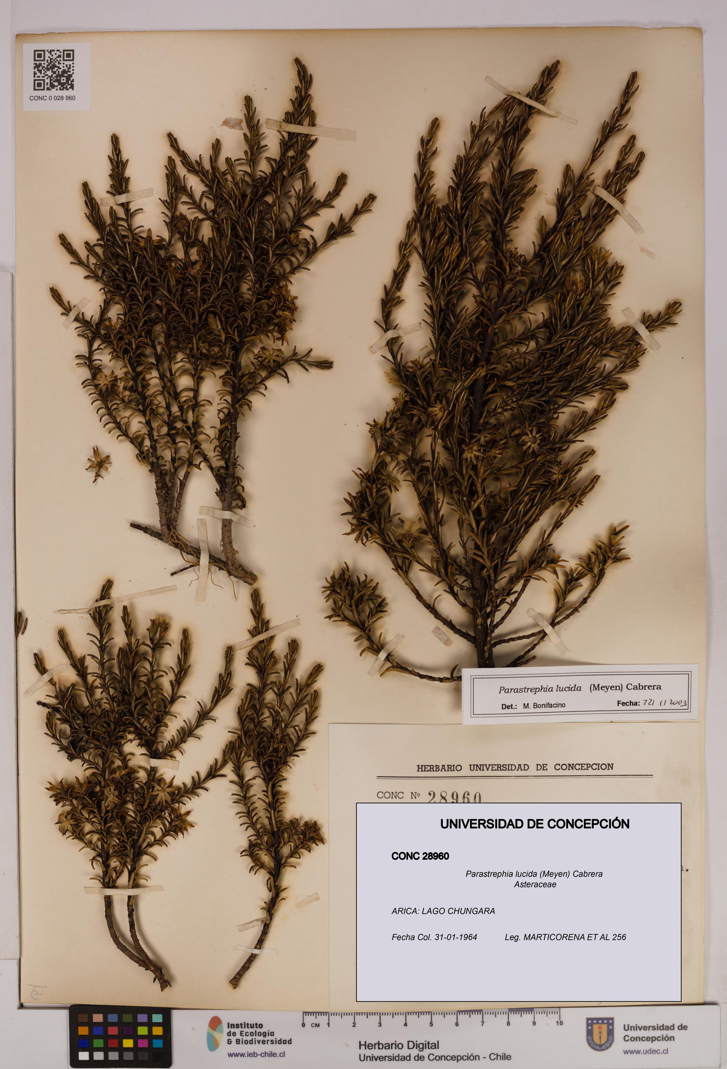 Parastrephia lucida [Espécimen: UDEC:CONC:0028960]