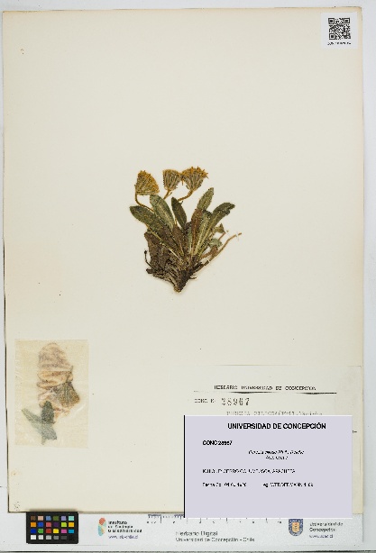 Perezia ciliosa [Espécimen: UDEC:CONC:0028967]