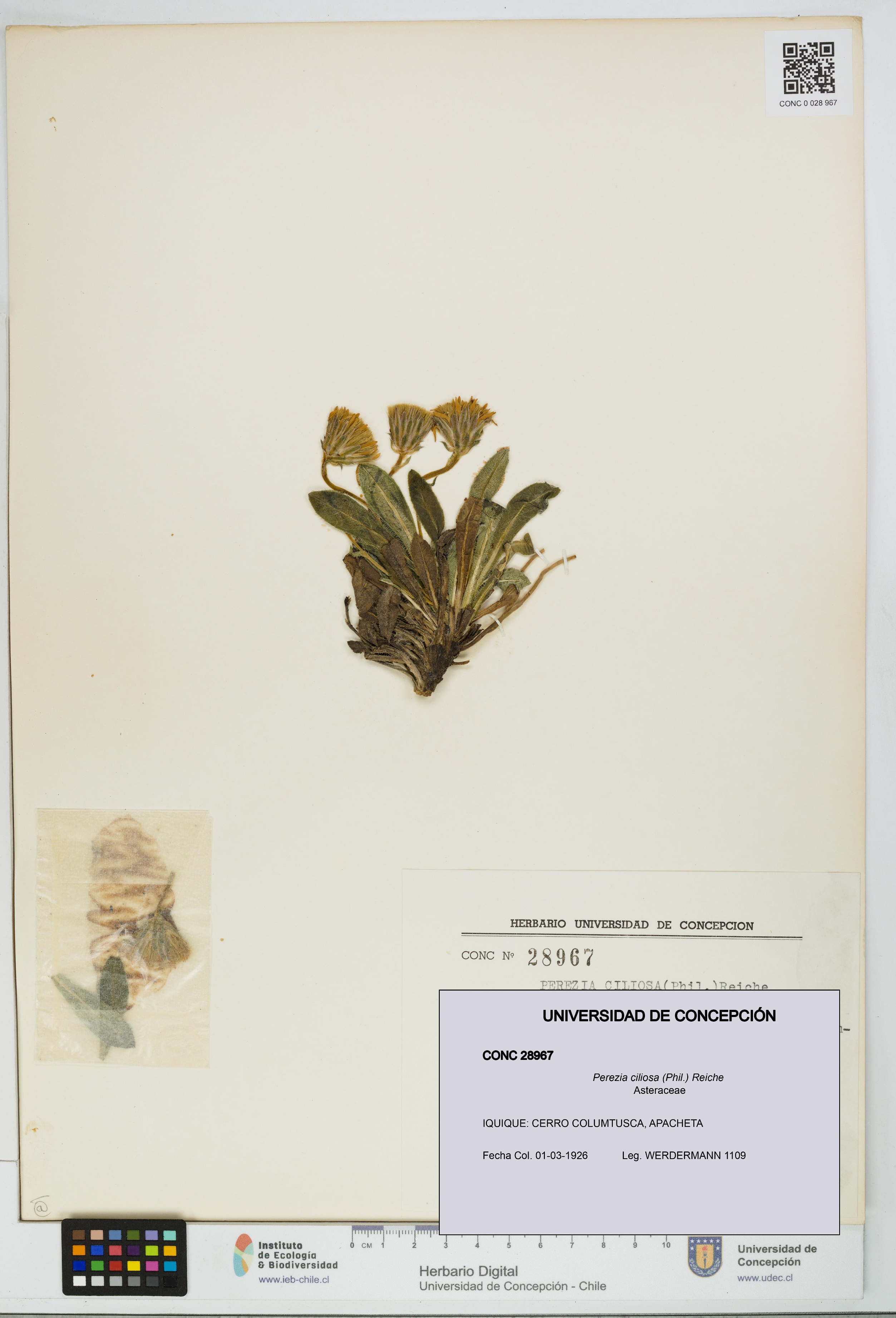 Perezia ciliosa [Espécimen: UDEC:CONC:0028967]