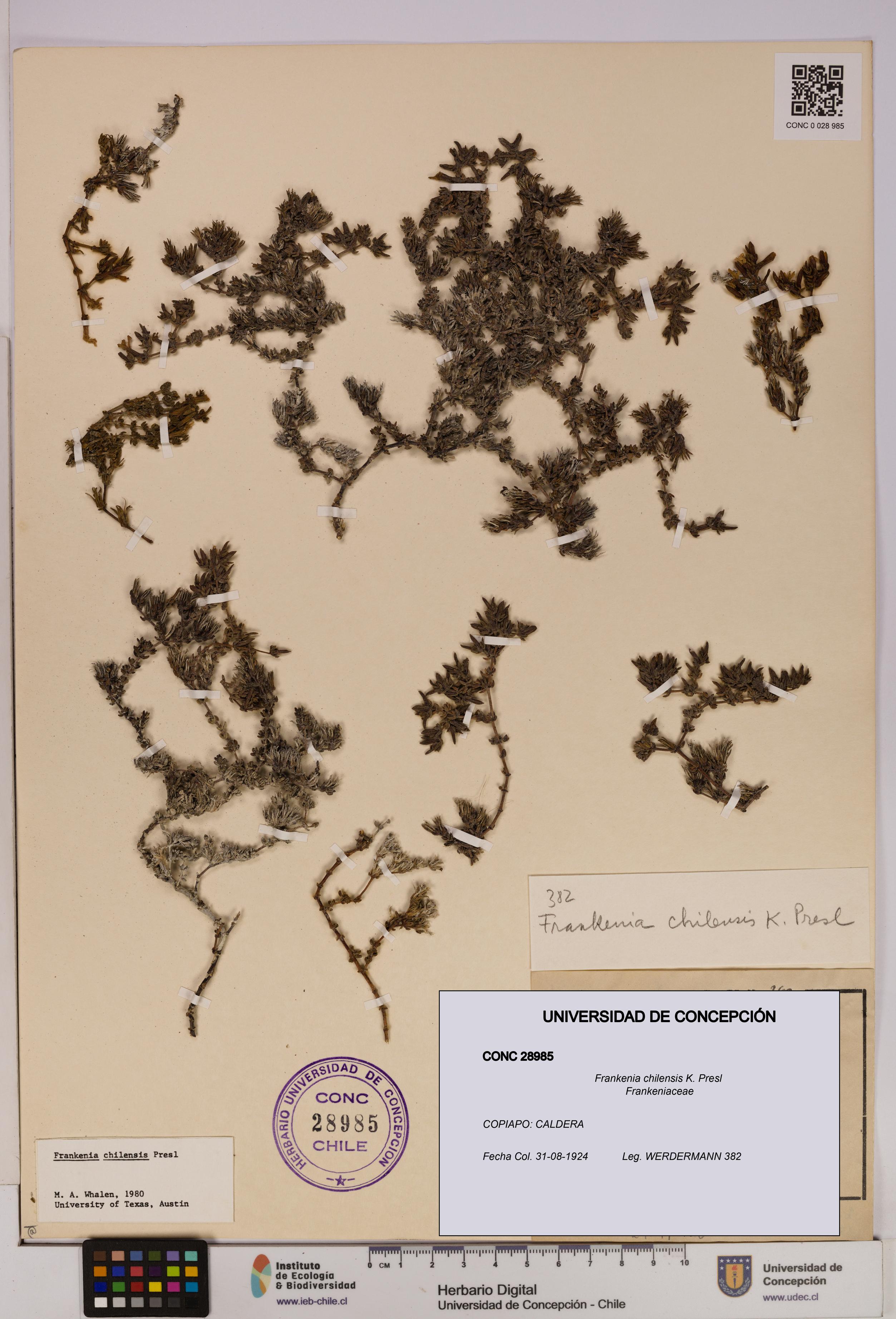 Frankenia chilensis [Espécimen: UDEC:CONC:0028985]
