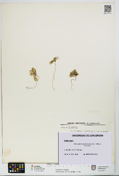 Chaetanthera euphrasioides [Espécimen: UDEC:CONC:0028987]