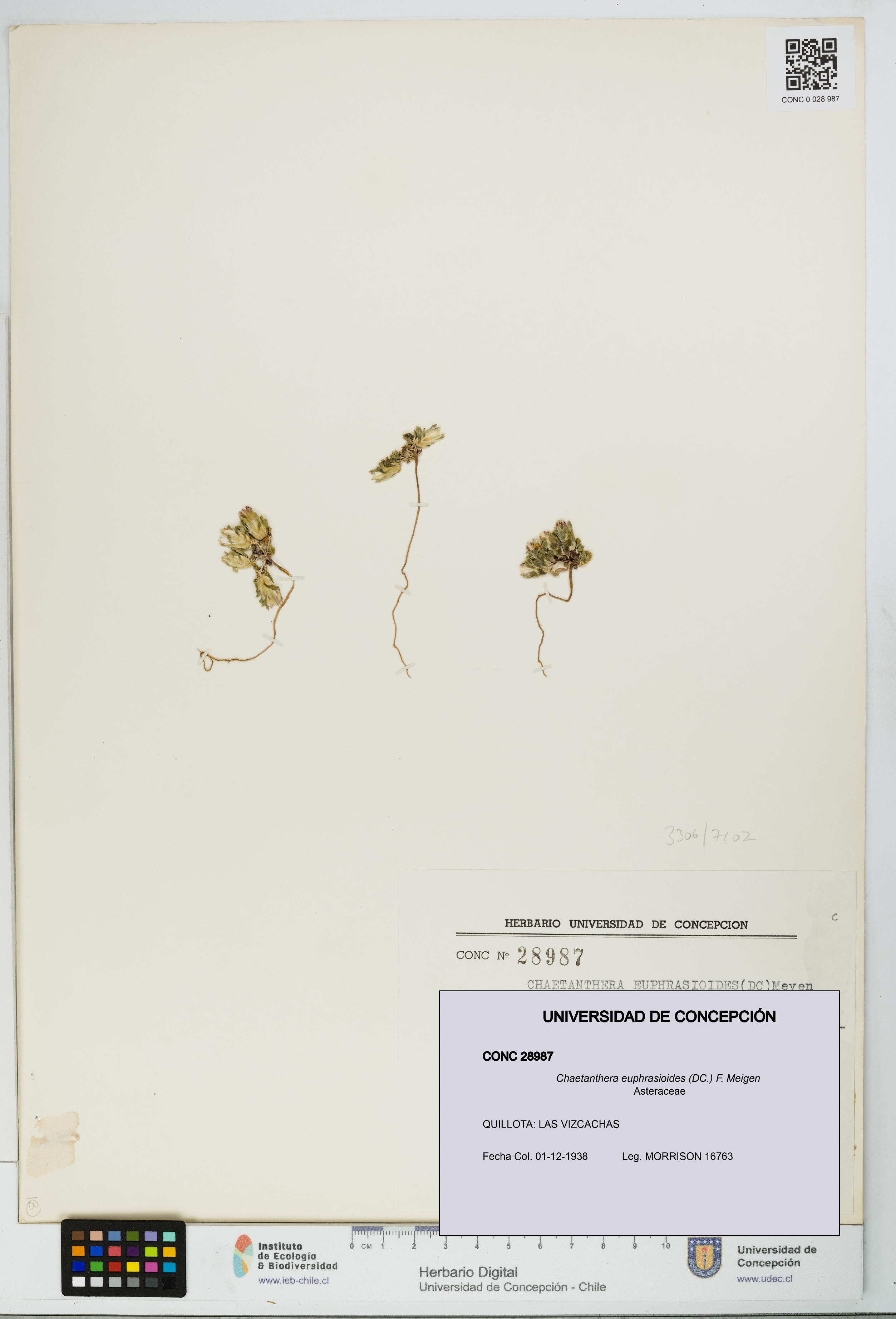 Chaetanthera euphrasioides [Espécimen: UDEC:CONC:0028987]