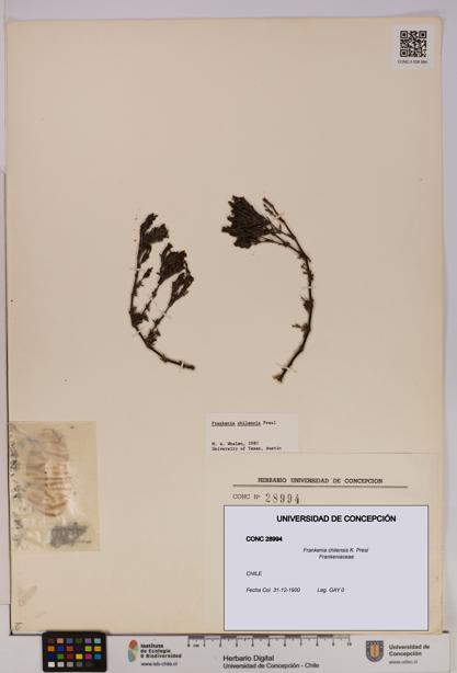 Frankenia chilensis [Espécimen: UDEC:CONC:0028994]