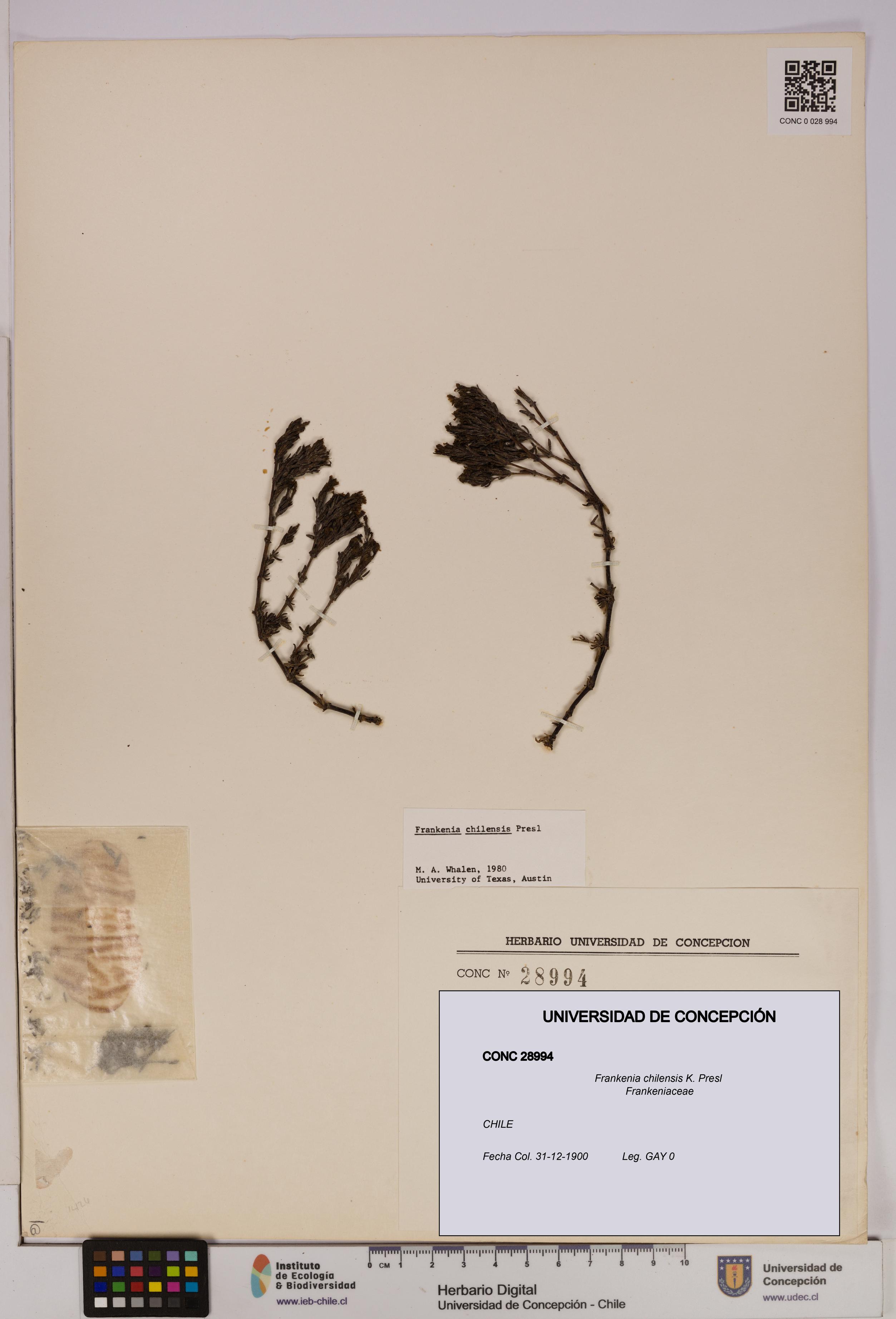 Frankenia chilensis [Espécimen: UDEC:CONC:0028994]