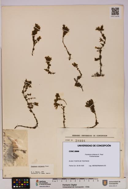 Frankenia chilensis [Espécimen: UDEC:CONC:0028998]