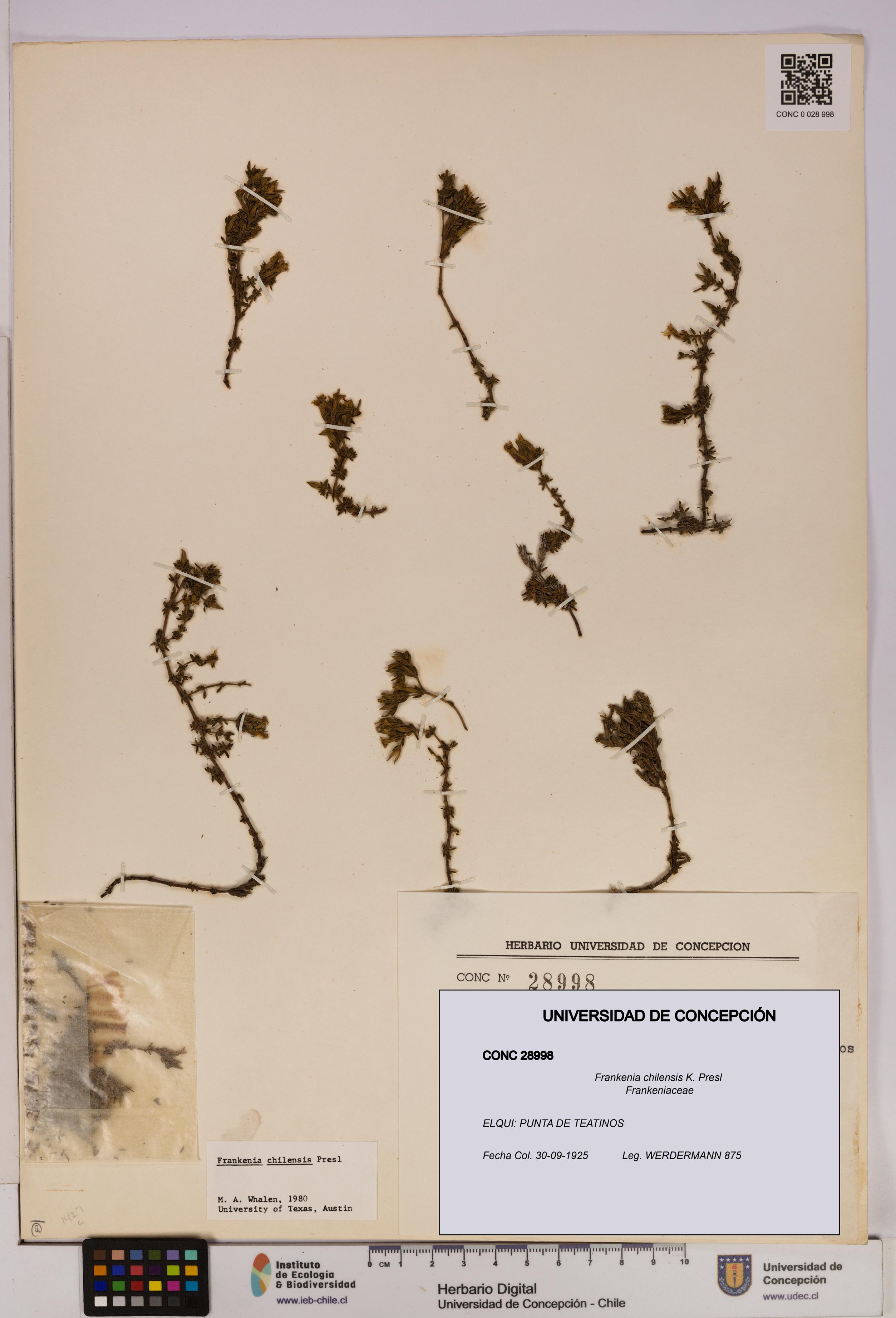 Frankenia chilensis [Espécimen: UDEC:CONC:0028998]
