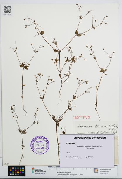 Araeoandra tenuicaulis [Espécimen: UDEC:CONC:0029003]