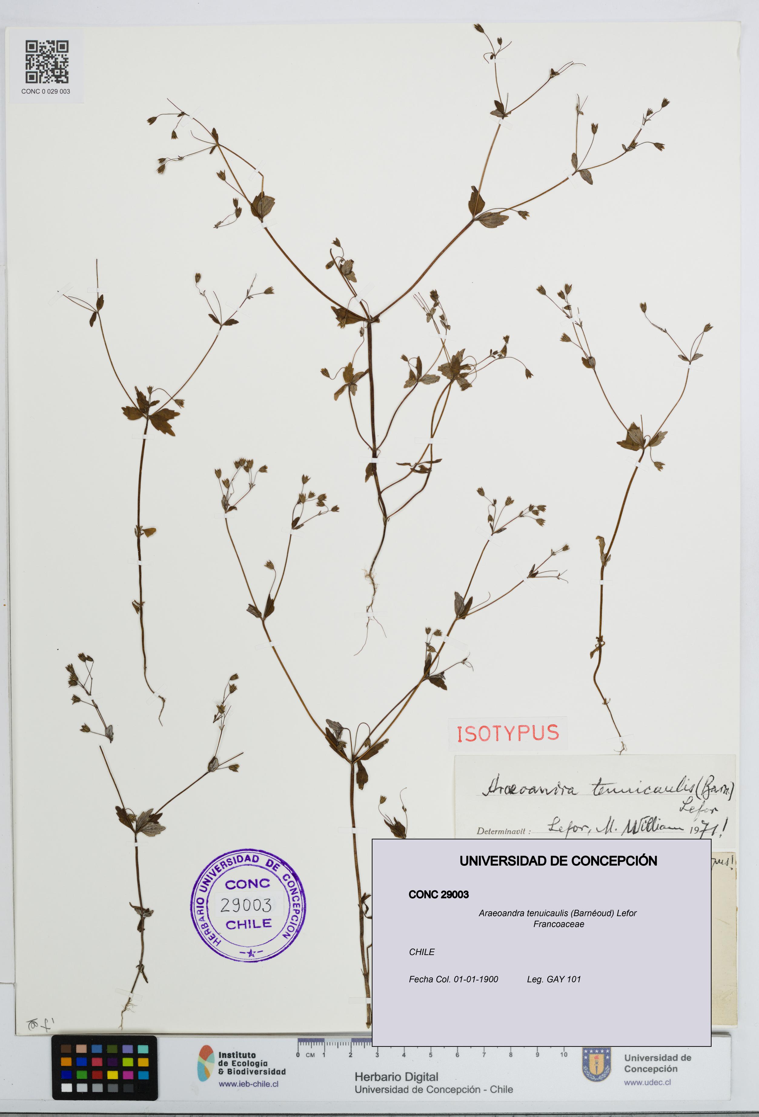 Araeoandra tenuicaulis [Espécimen: UDEC:CONC:0029003]
