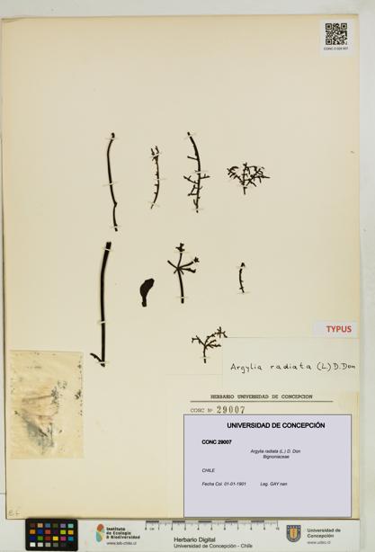 Argylia radiata [Espécimen: UDEC:CONC:0029007]