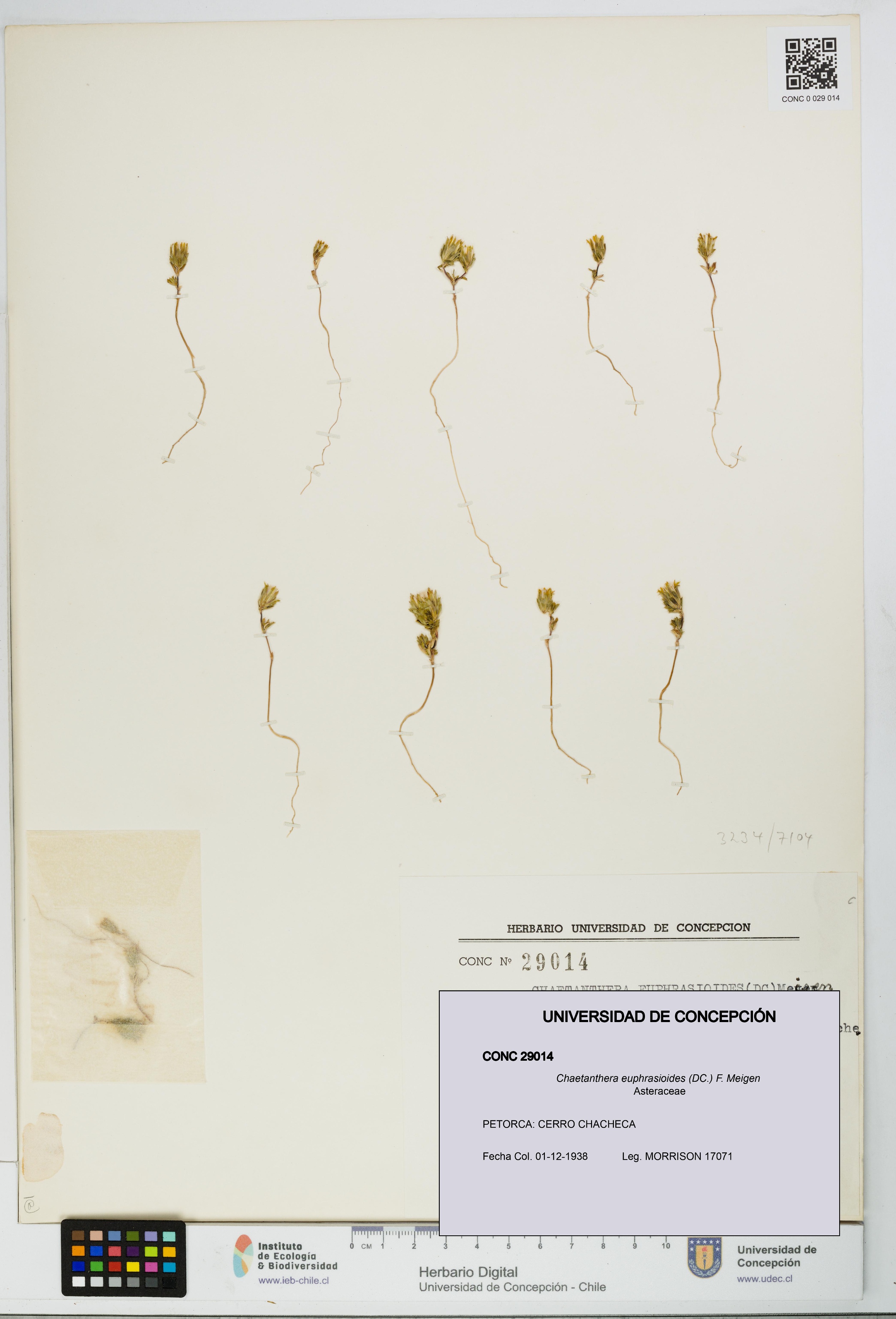 Chaetanthera euphrasioides [Espécimen: UDEC:CONC:0029014]