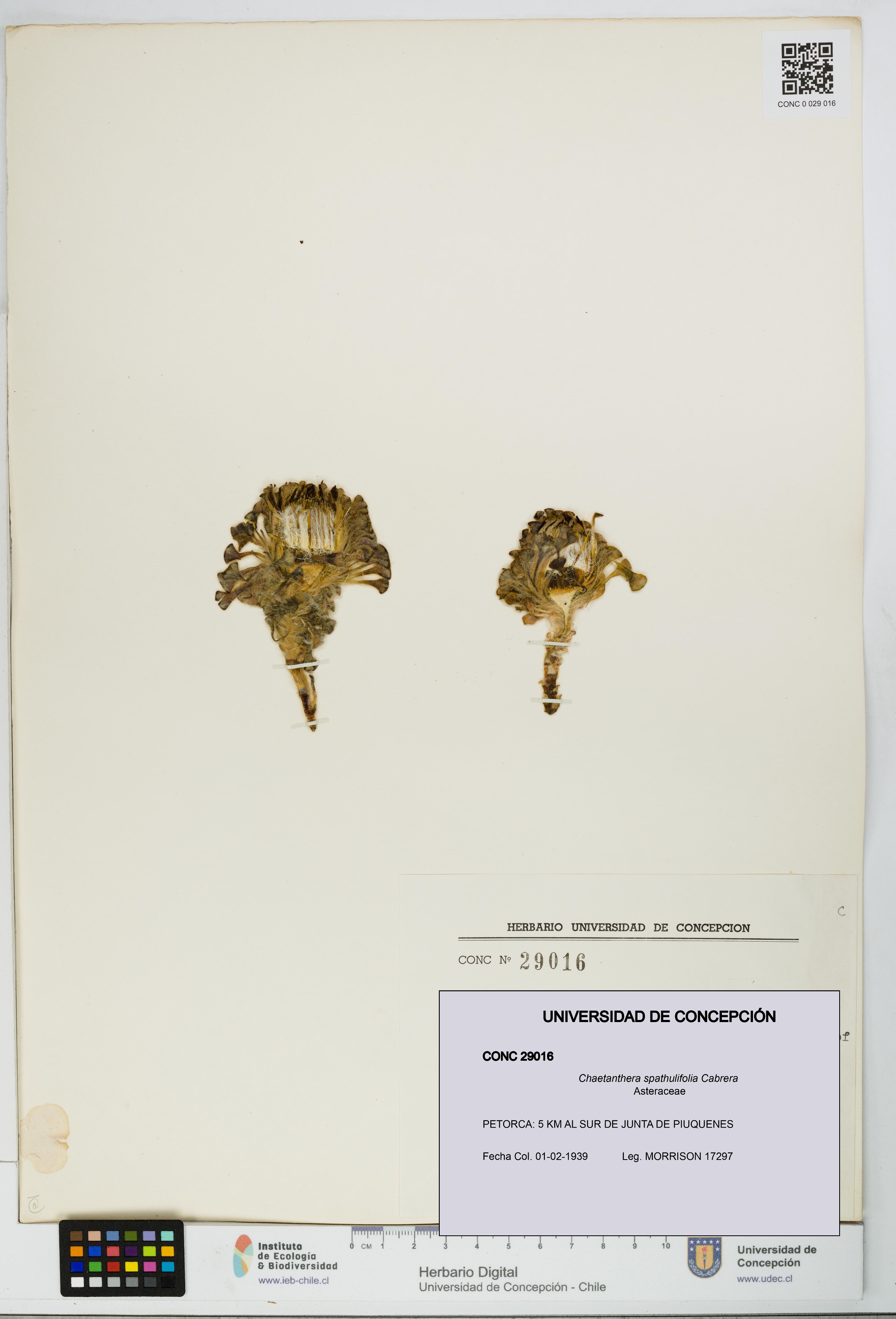 Chaetanthera spathulifolia [Espécimen: UDEC:CONC:0029016]