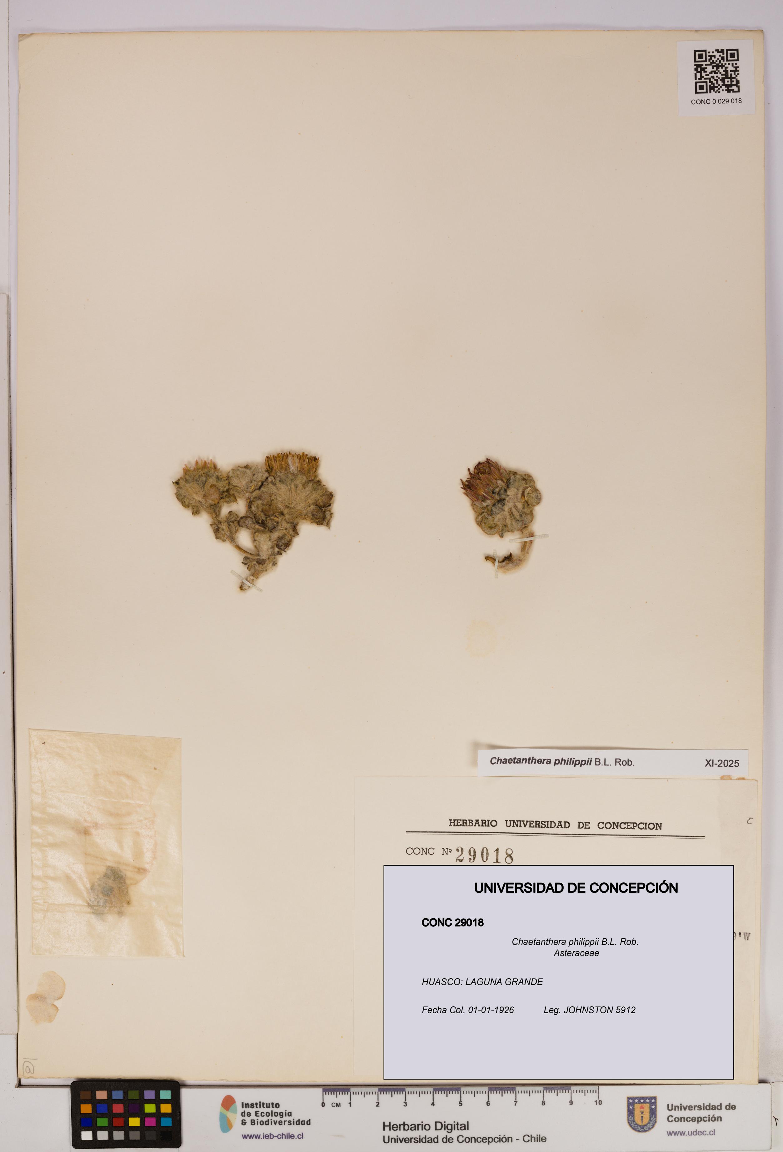 Chaetanthera philippii [Espécimen: UDEC:CONC:0029018]