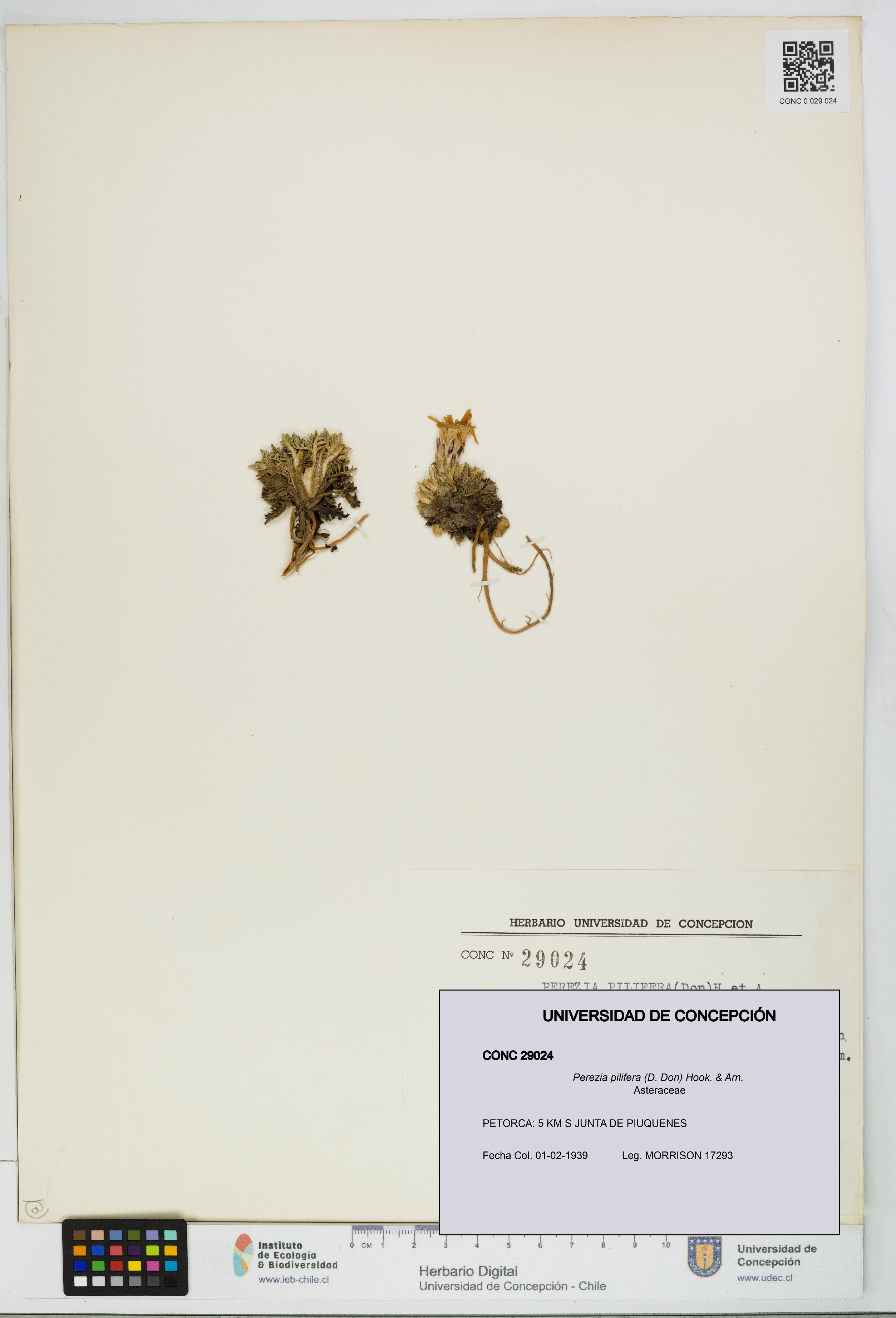 Perezia pilifera [Espécimen: UDEC:CONC:0029024]