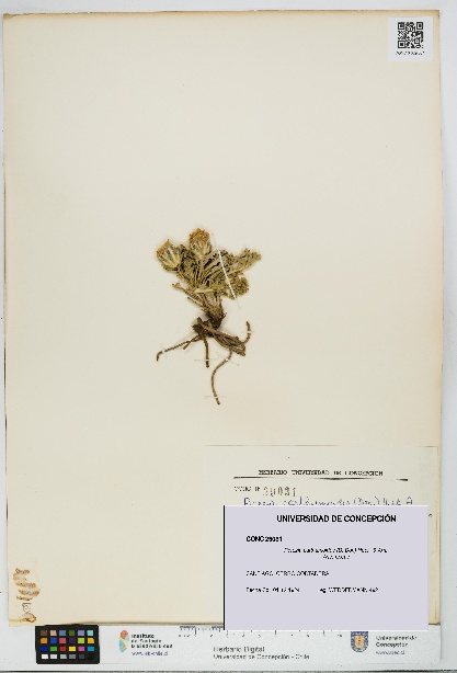 Perezia carthamoides [Espécimen: UDEC:CONC:0029031]