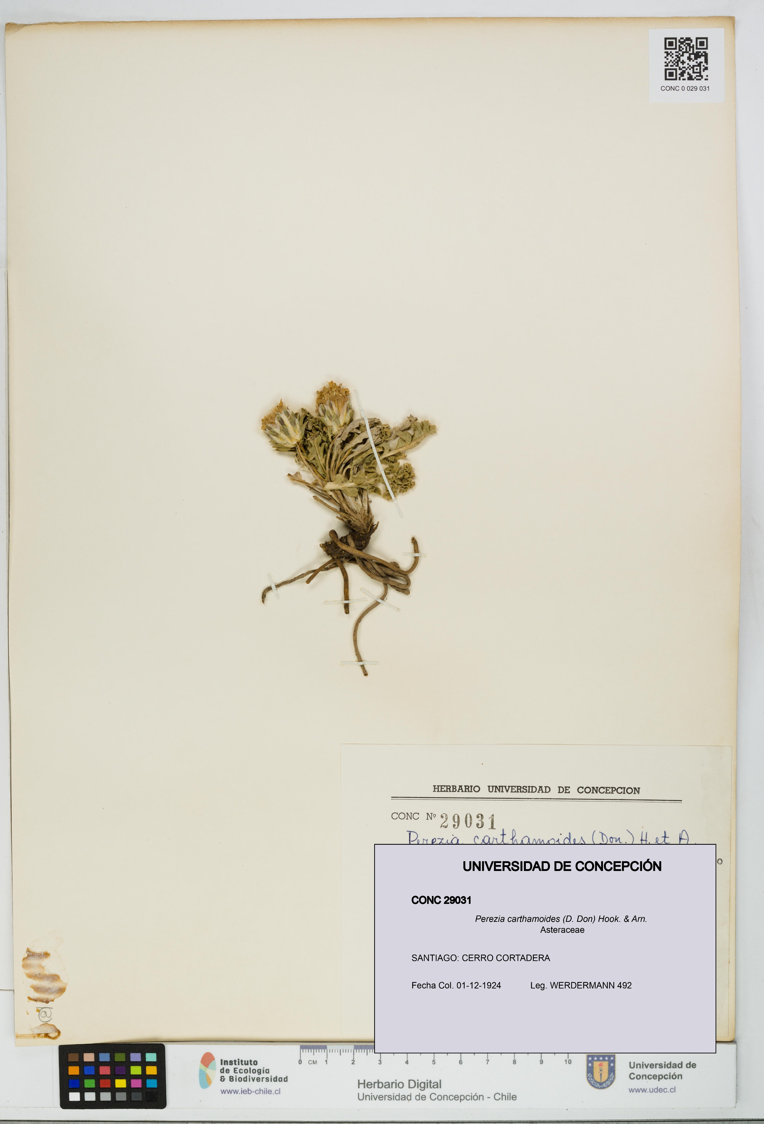 Perezia carthamoides [Espécimen: UDEC:CONC:0029031]