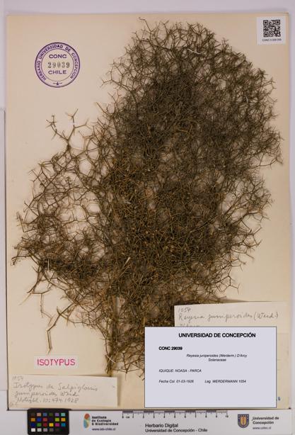 Reyesia juniperoides [Espécimen: UDEC:CONC:0029039]