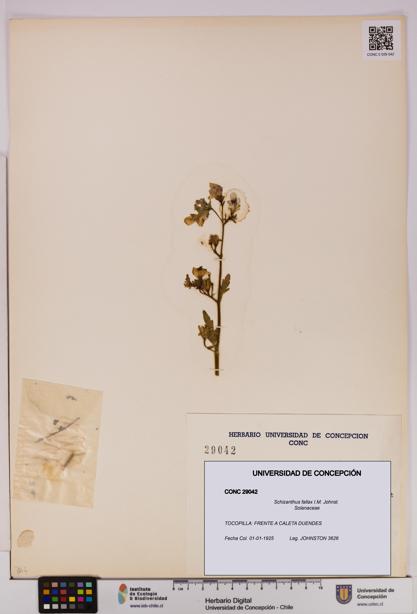 Schizanthus fallax [Espécimen: UDEC:CONC:0029042]