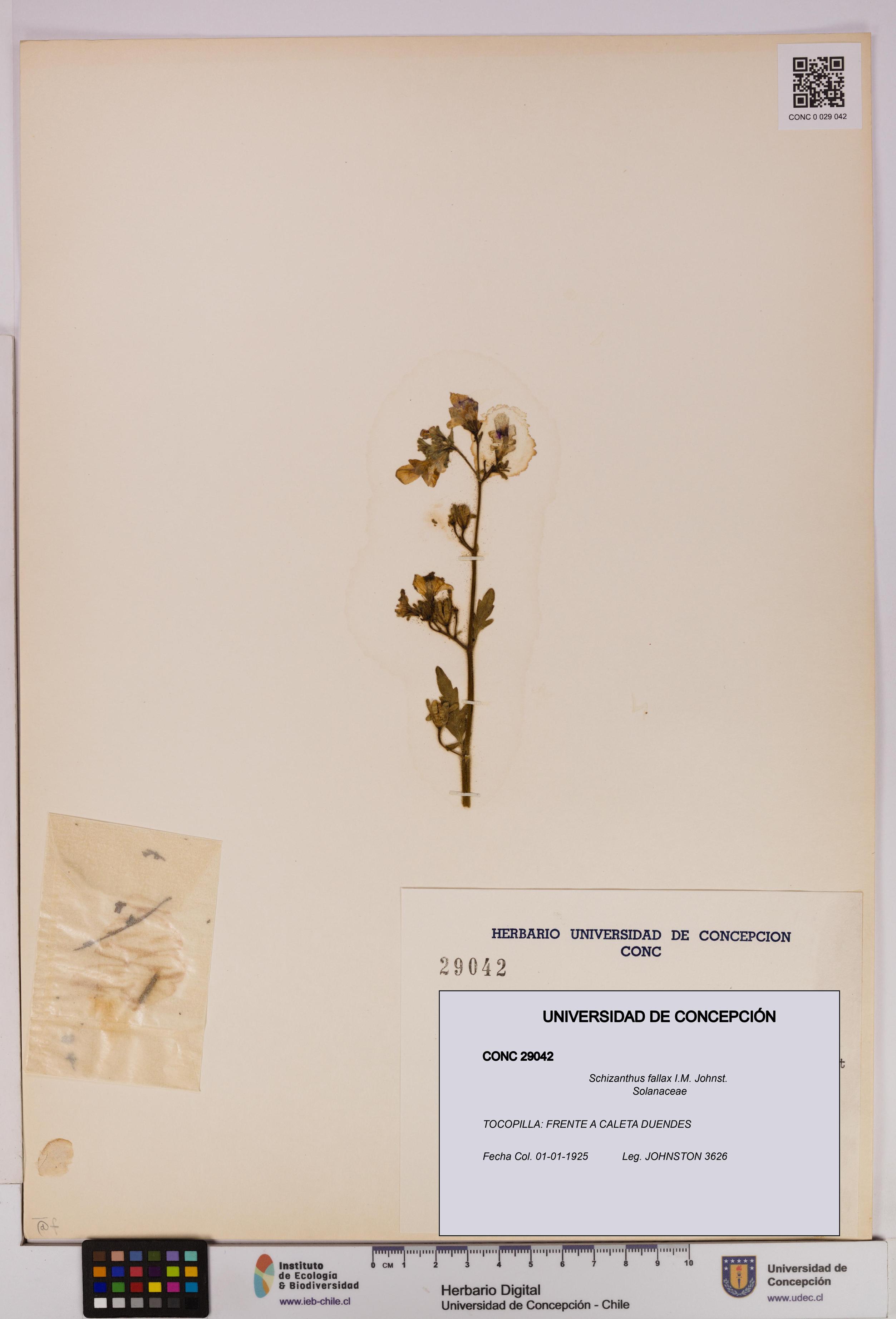 Schizanthus fallax [Espécimen: UDEC:CONC:0029042]