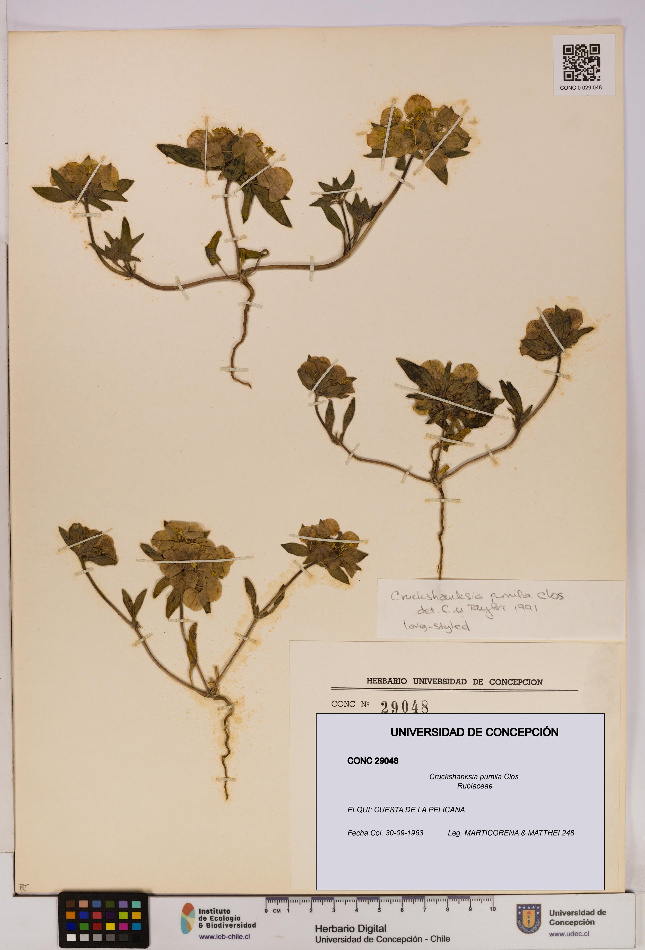 Cruckshanksia pumila [Espécimen: UDEC:CONC:0029048]