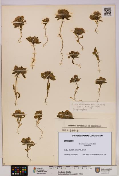 Cruckshanksia pumila [Espécimen: UDEC:CONC:0029049]