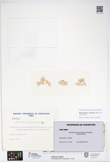 Microphyes minimus [Espécimen: ]