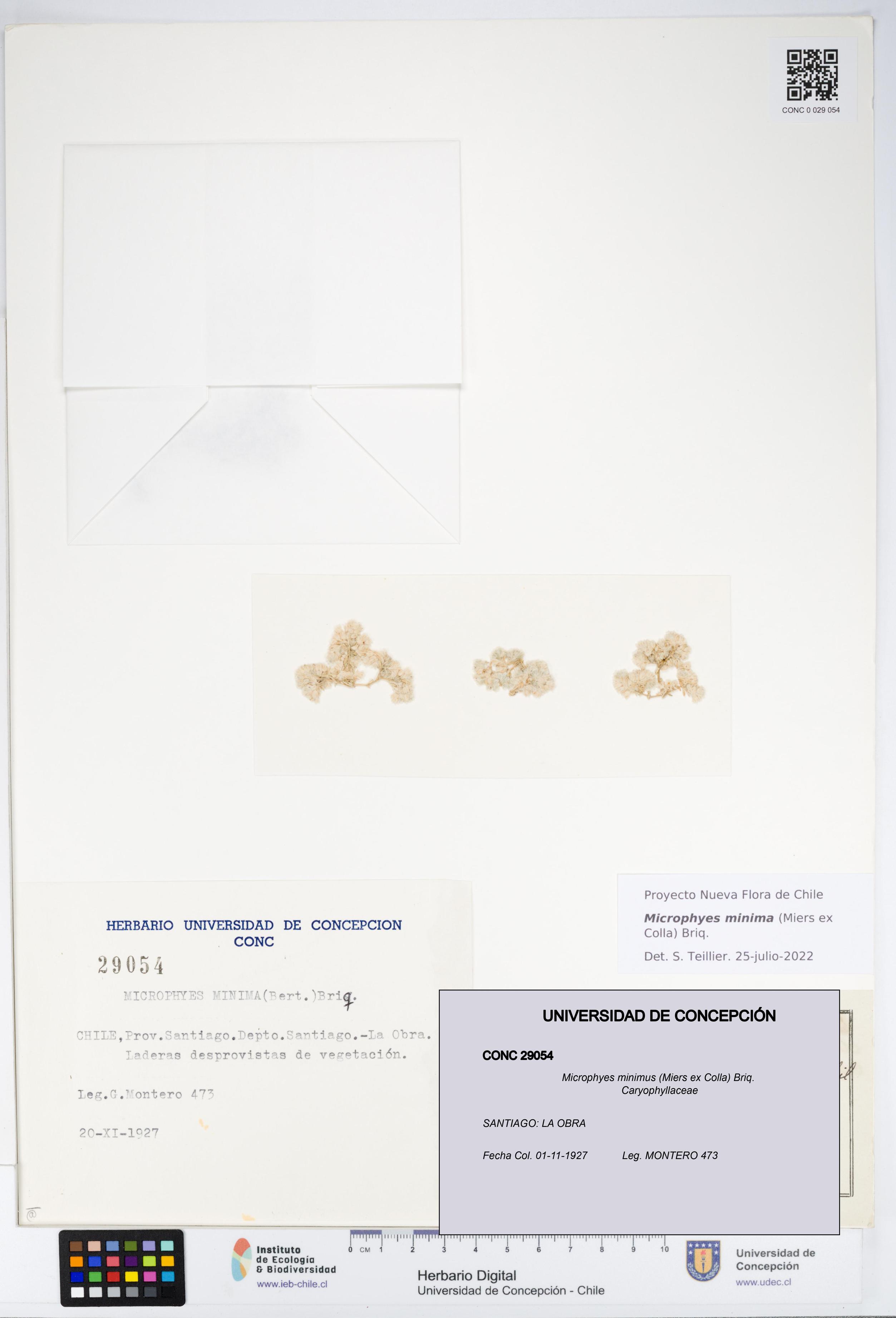 Microphyes minimus [Espécimen: ]
