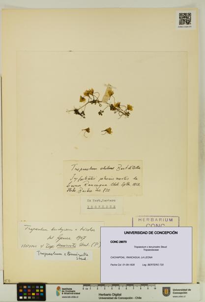 Tropaeolum x tenuirostre [Espécimen: UDEC:CONC:0029070]