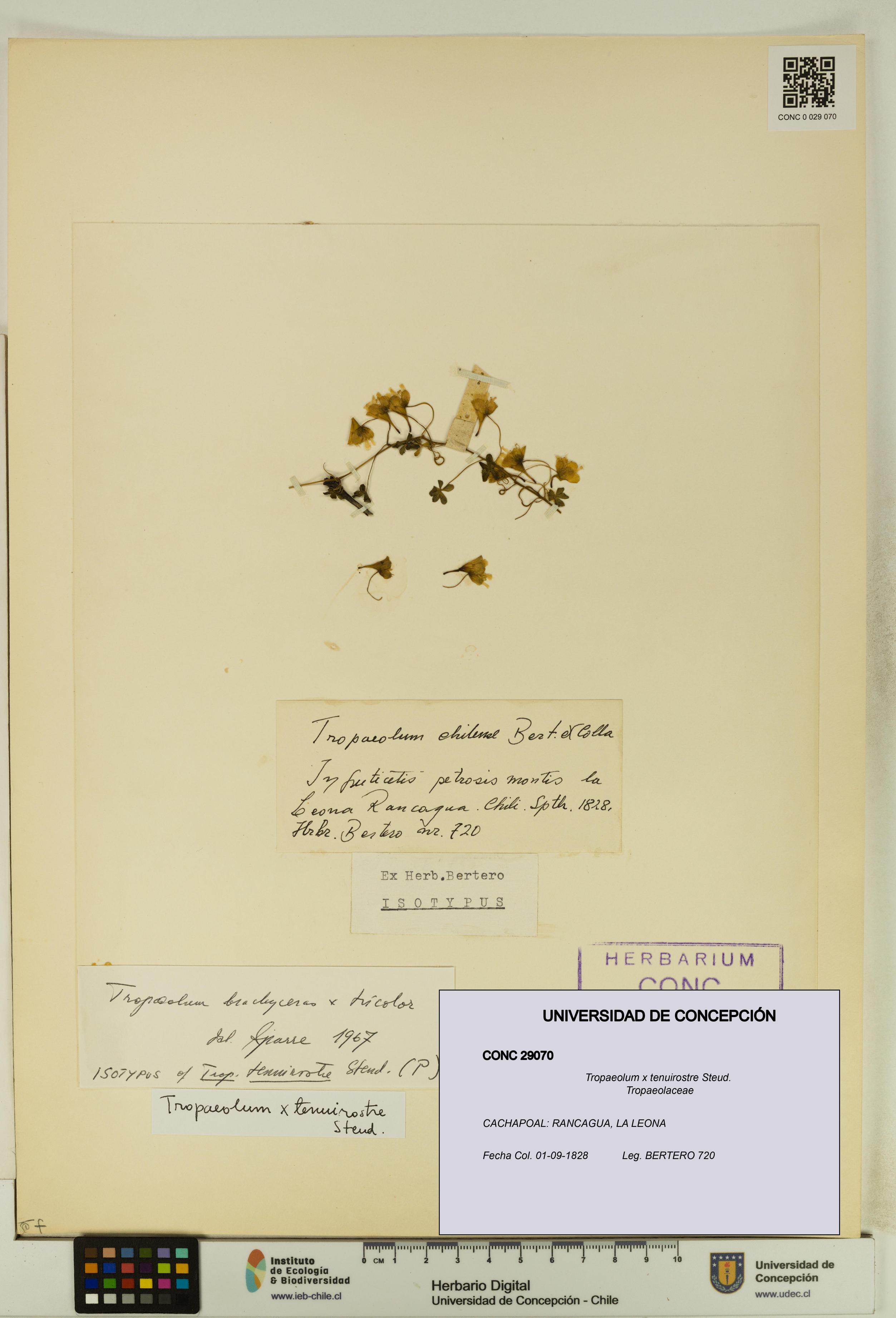 Tropaeolum x tenuirostre [Espécimen: UDEC:CONC:0029070]