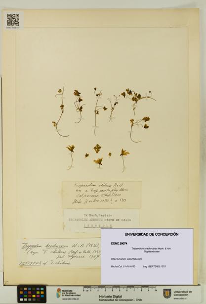 Tropaeolum brachyceras [Espécimen: UDEC:CONC:0029074]