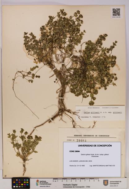 Galium gilliesii [Espécimen: UDEC:CONC:0029084]