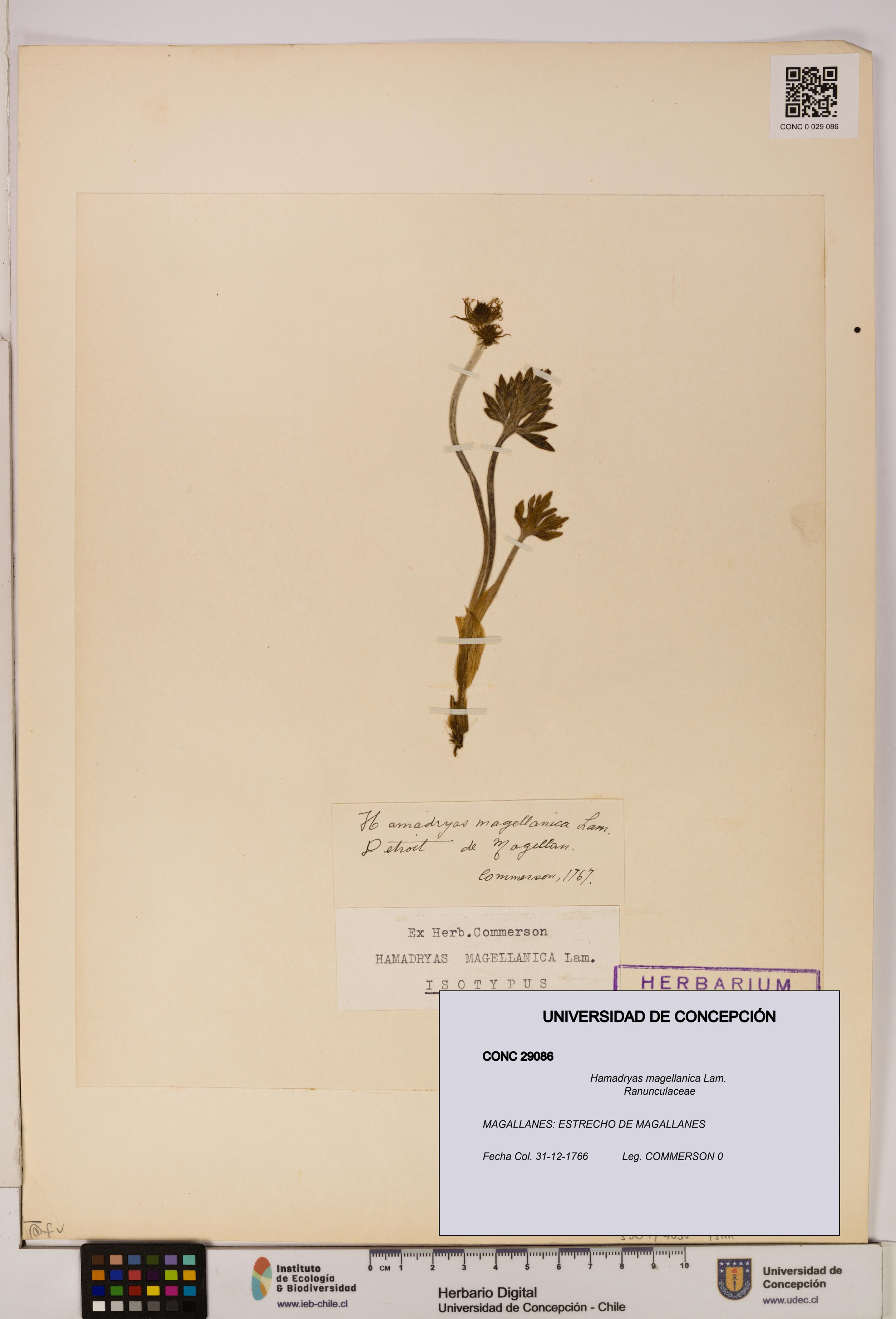 Hamadryas magellanica [Espécimen: UDEC:CONC:0029086]