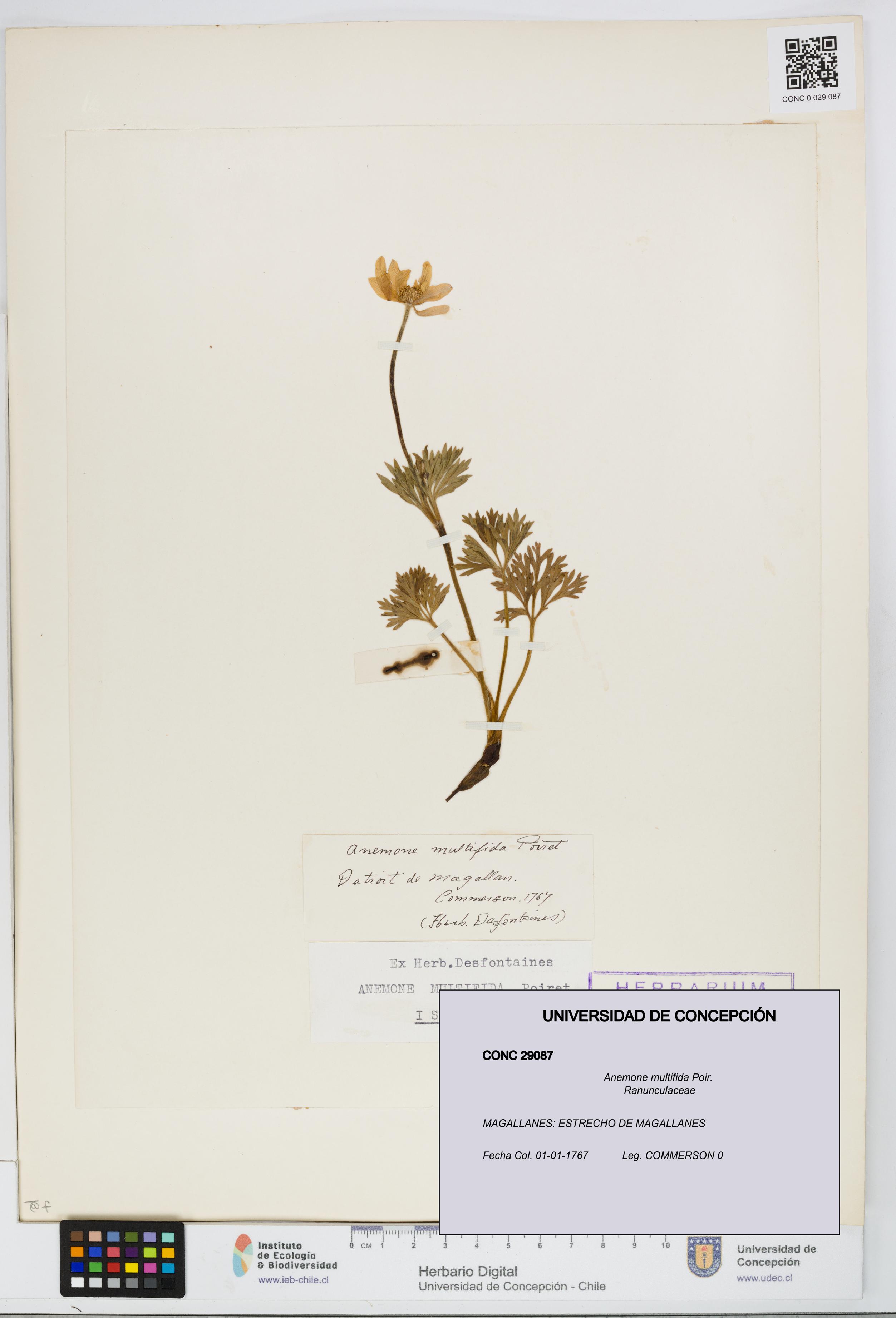 Anemone multifida [Espécimen: UDEC:CONC:0029087]