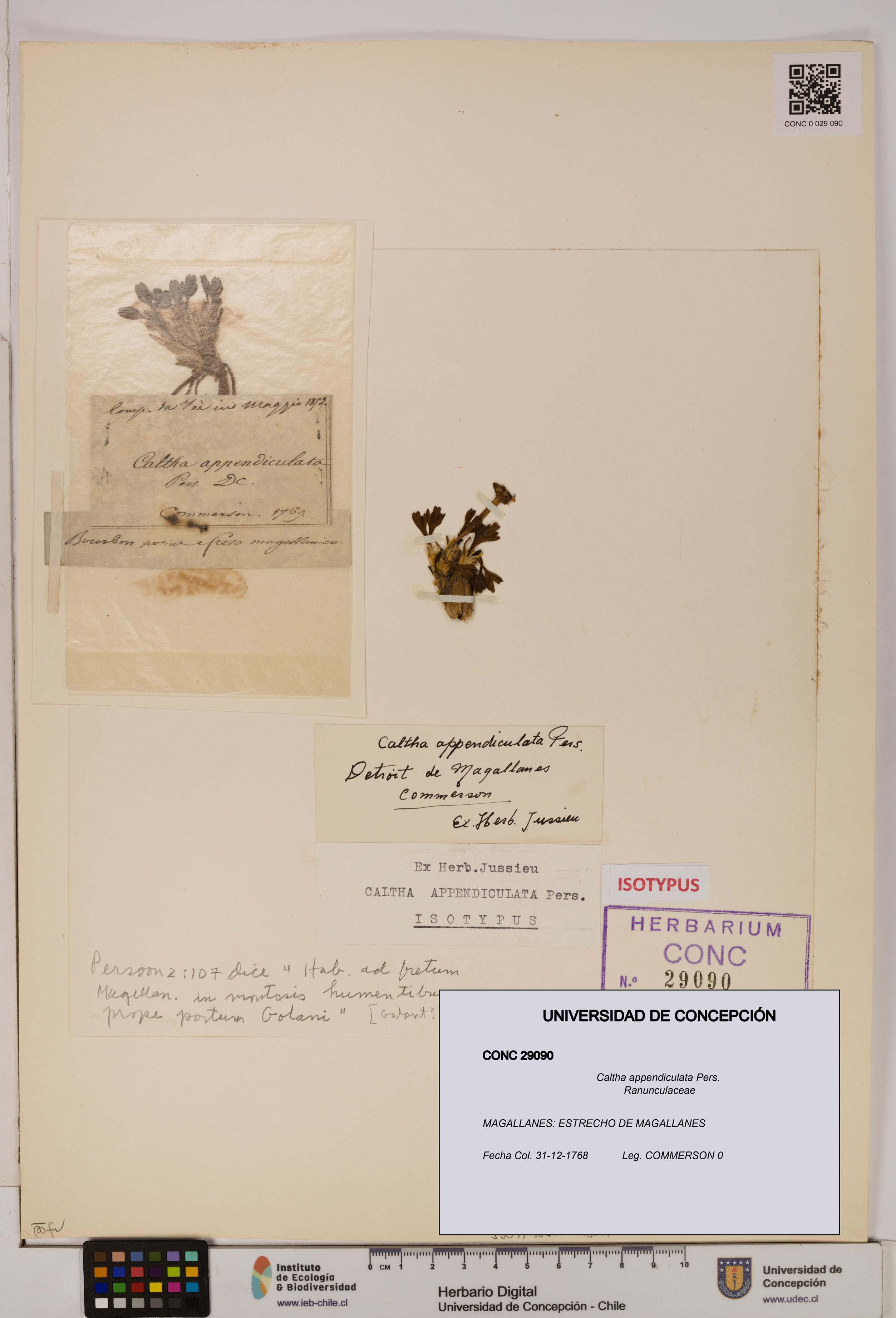 Caltha appendiculata [Espécimen: UDEC:CONC:0029090]