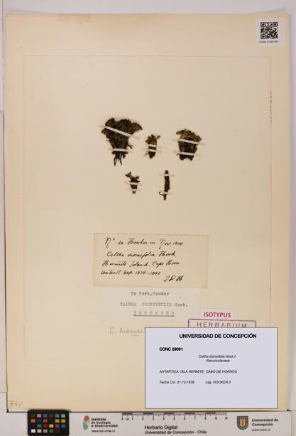 Caltha dioneifolia [Espécimen: UDEC:CONC:0029091]