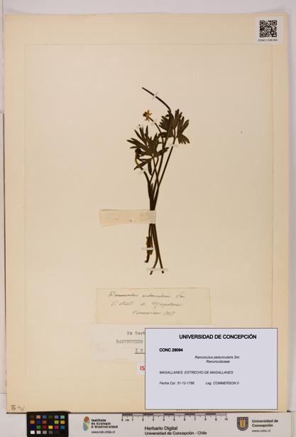 Ranunculus peduncularis [Espécimen: UDEC:CONC:0029094]