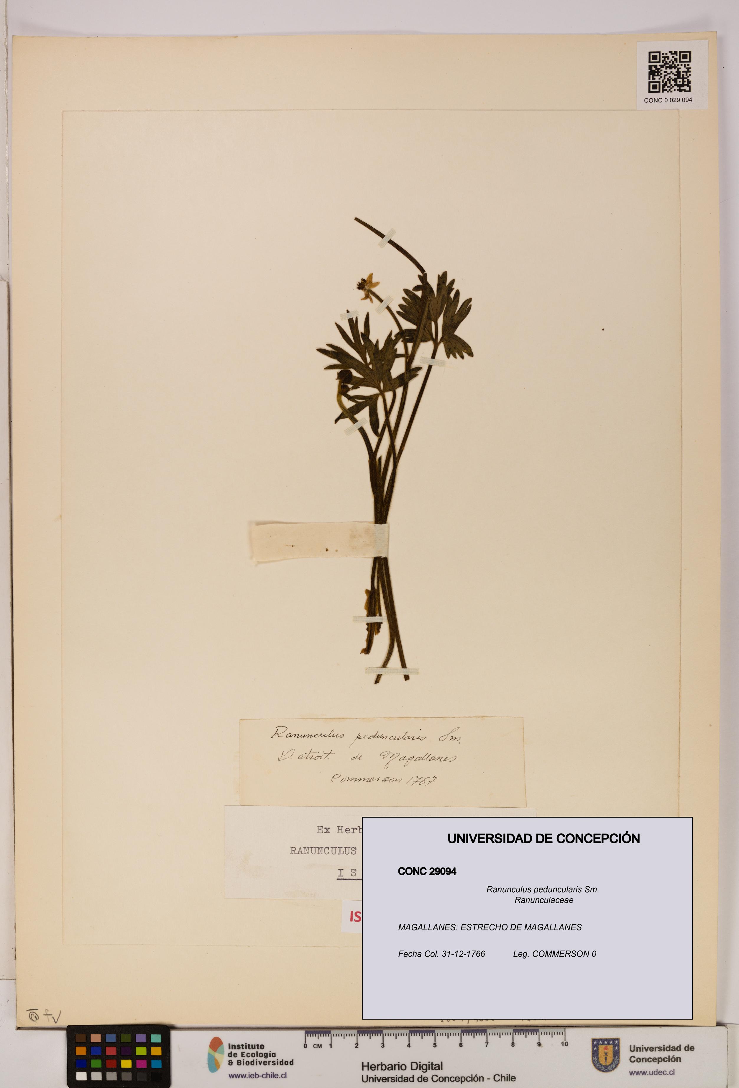 Ranunculus peduncularis [Espécimen: UDEC:CONC:0029094]