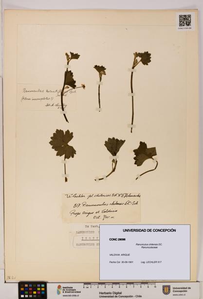 Ranunculus chilensis [Espécimen: UDEC:CONC:0029096]