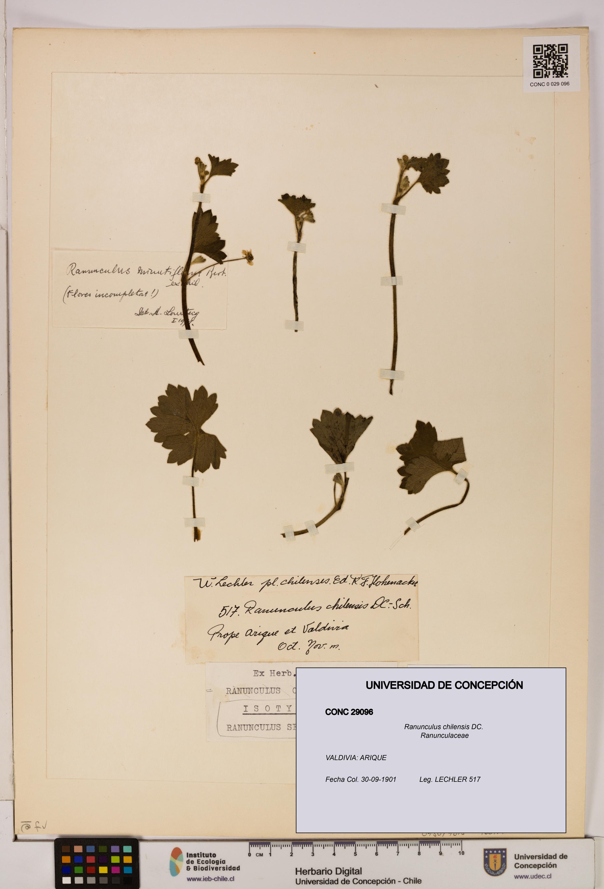 Ranunculus chilensis [Espécimen: UDEC:CONC:0029096]
