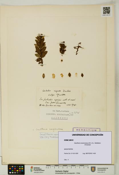 Gaultheria racemulosa [Espécimen: UDEC:CONC:0029101]