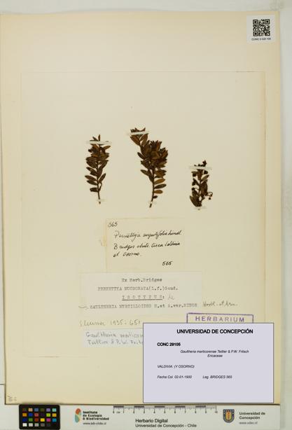 Gaultheria marticorenae [Espécimen: UDEC:CONC:0029105]