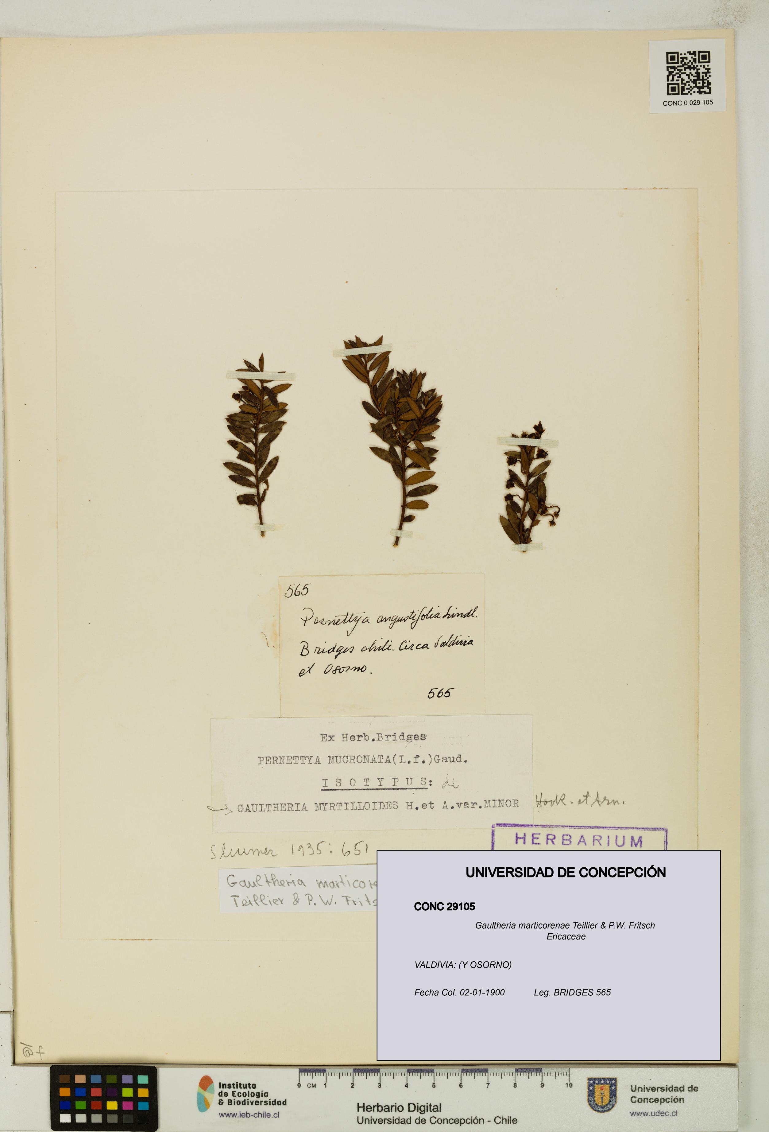 Gaultheria marticorenae [Espécimen: UDEC:CONC:0029105]