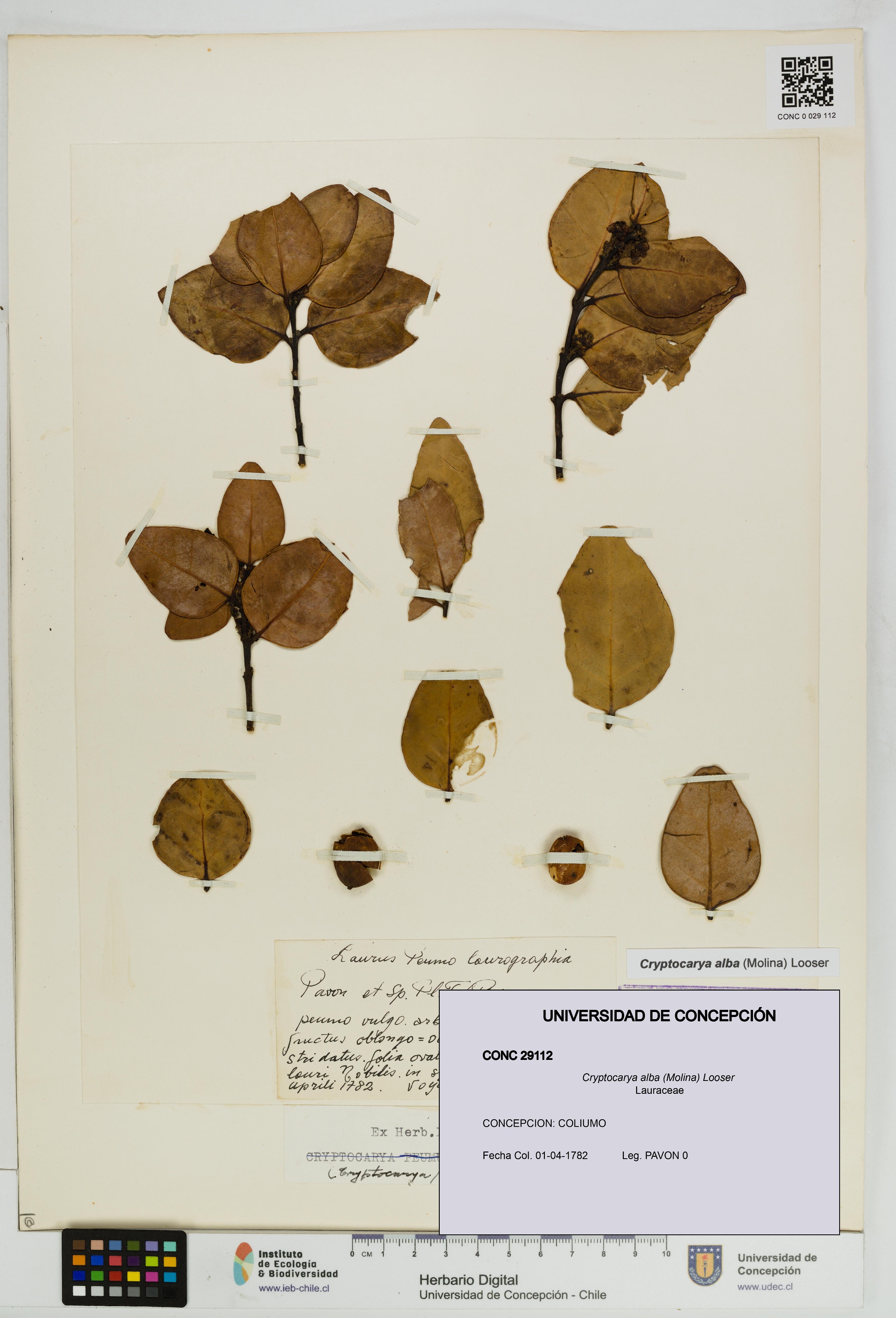 Cryptocarya alba [Espécimen: UDEC:CONC:0029112]