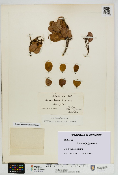 Cryptocarya alba [Espécimen: UDEC:CONC:0029113]