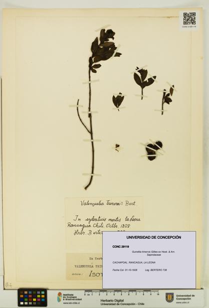 Guindilia trinervis [Espécimen: UDEC:CONC:0029119]