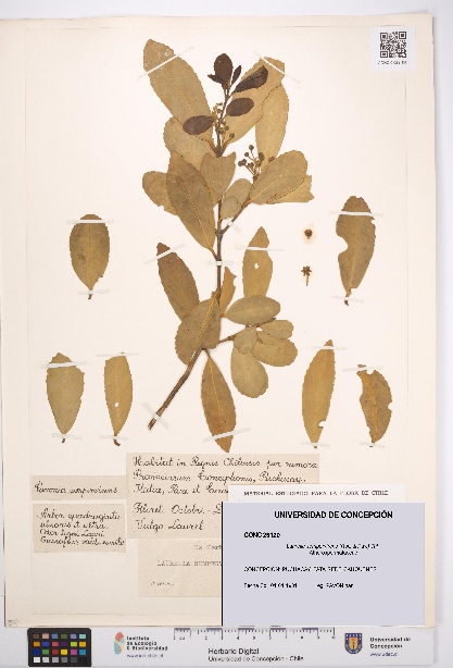 Laurelia sempervirens [Espécimen: UDEC:CONC:0029120]