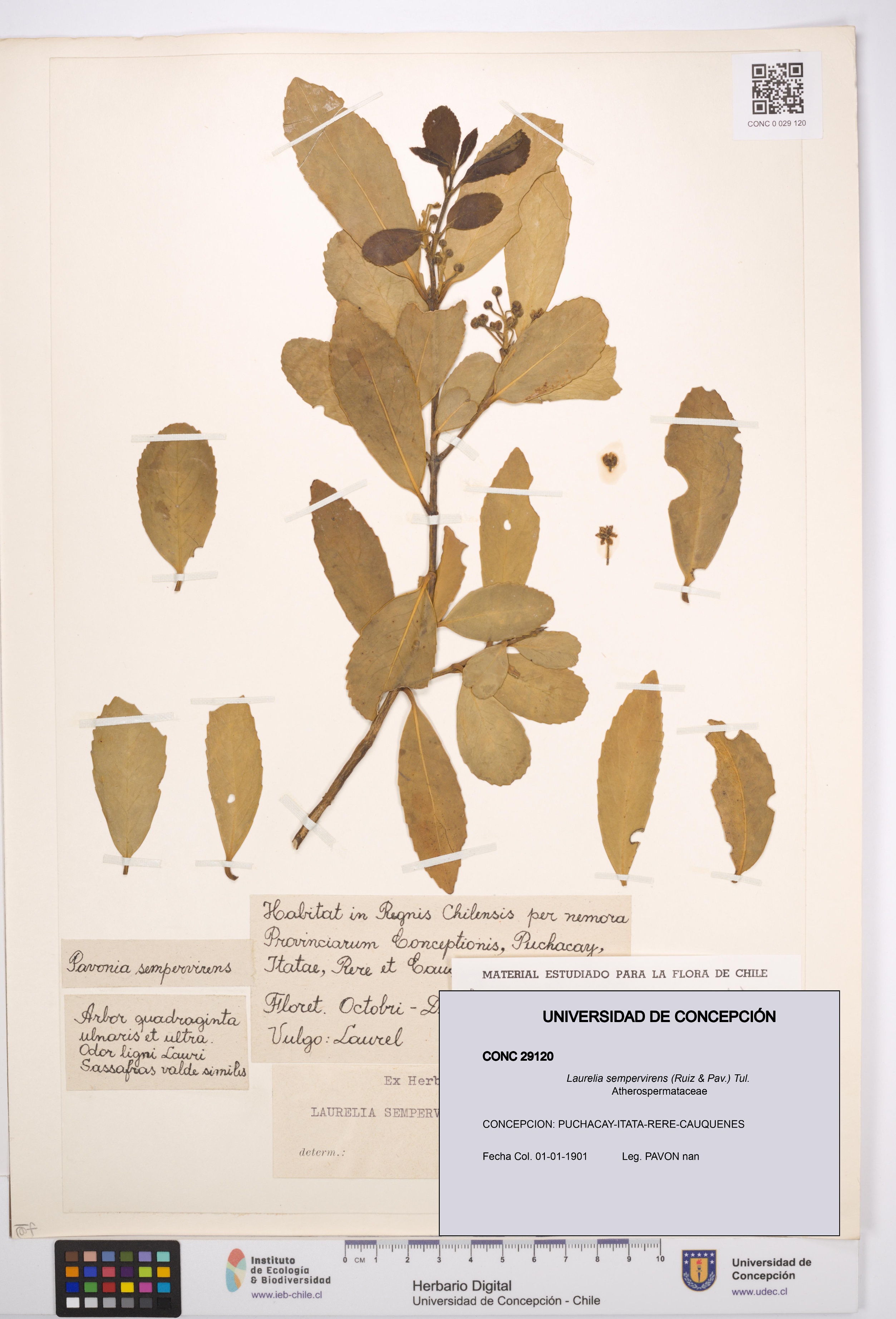 Laurelia sempervirens [Espécimen: UDEC:CONC:0029120]