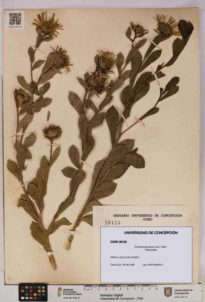 Grindelia glutinosa [Espécimen: UDEC:CONC:0029125]