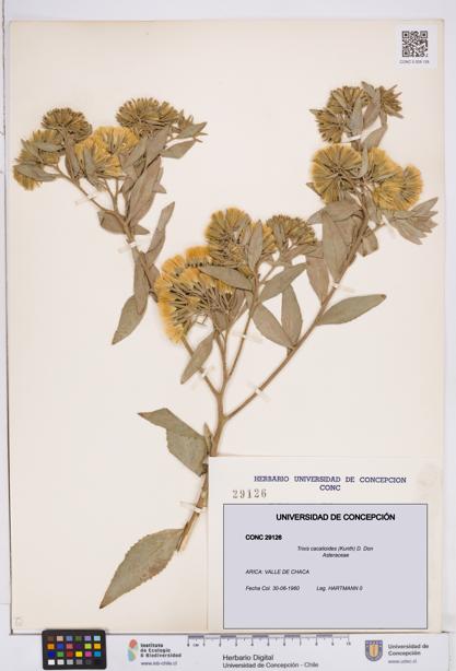 Trixis cacalioides [Espécimen: ]