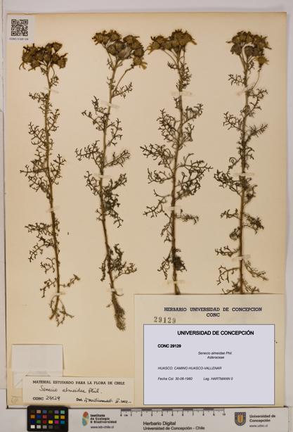Senecio almeidae [Espécimen: UDEC:CONC:0029129]