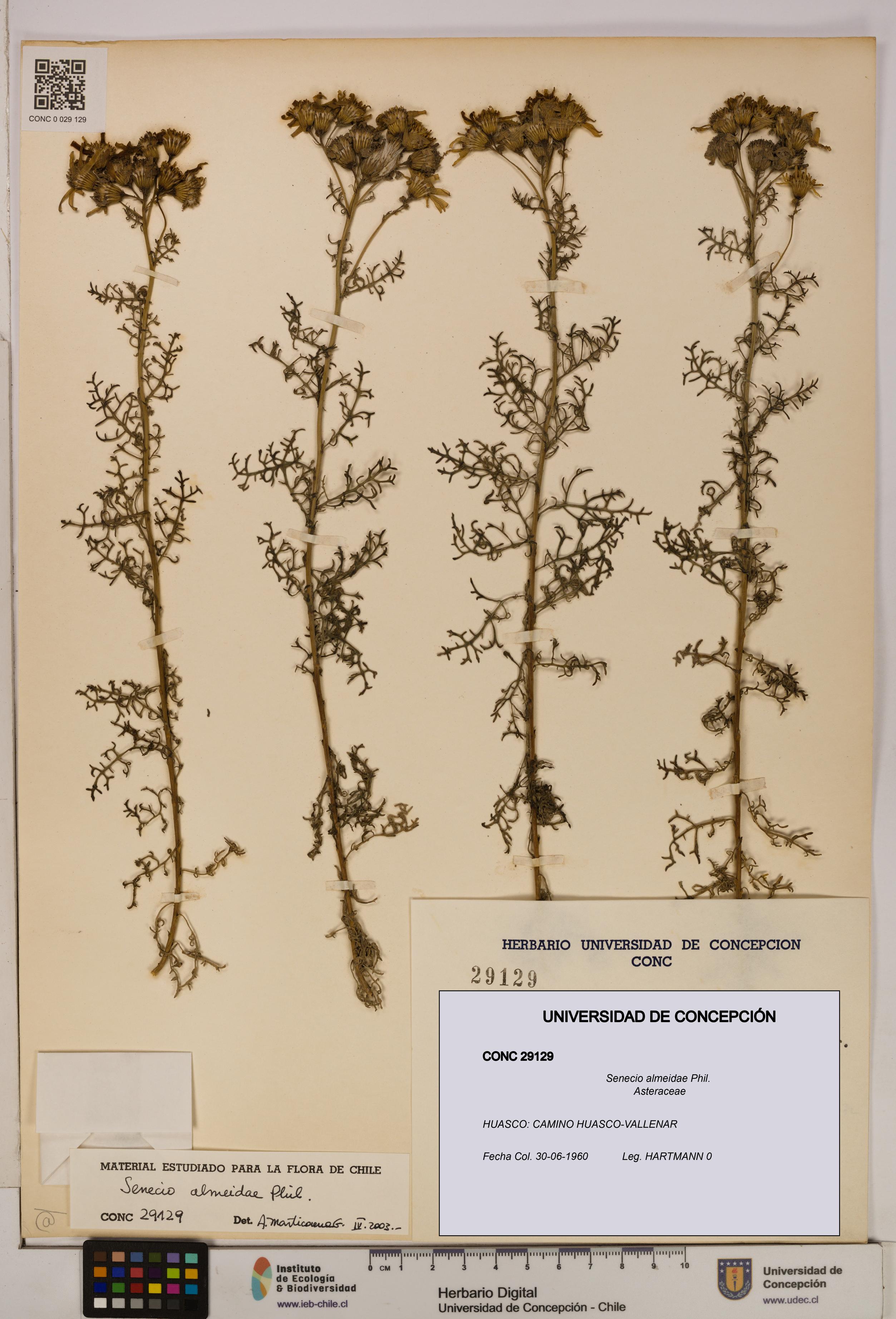 Senecio almeidae [Espécimen: UDEC:CONC:0029129]